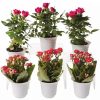 Indoor Garden * | Gsc Flowering Terrarium Plant Collection, Set Of 6