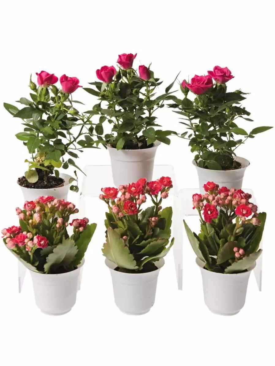 Indoor Garden * | Gsc Flowering Terrarium Plant Collection, Set Of 6