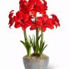 Indoor Garden * | Gsc Double Delicious Potted Amaryllis Trio