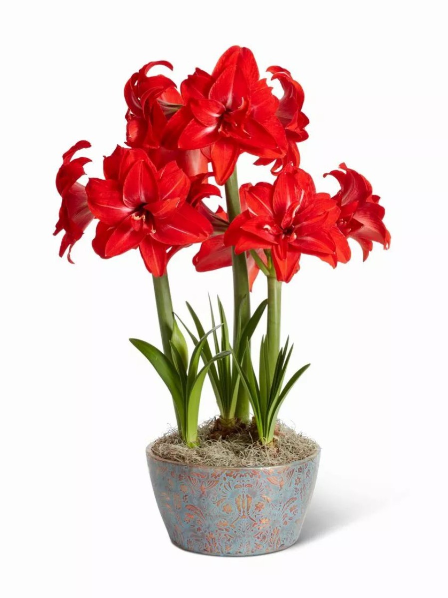 Indoor Garden * | Gsc Double Delicious Potted Amaryllis Trio