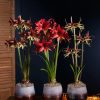 Indoor Garden * | Gsc Cybister Potted Amaryllis