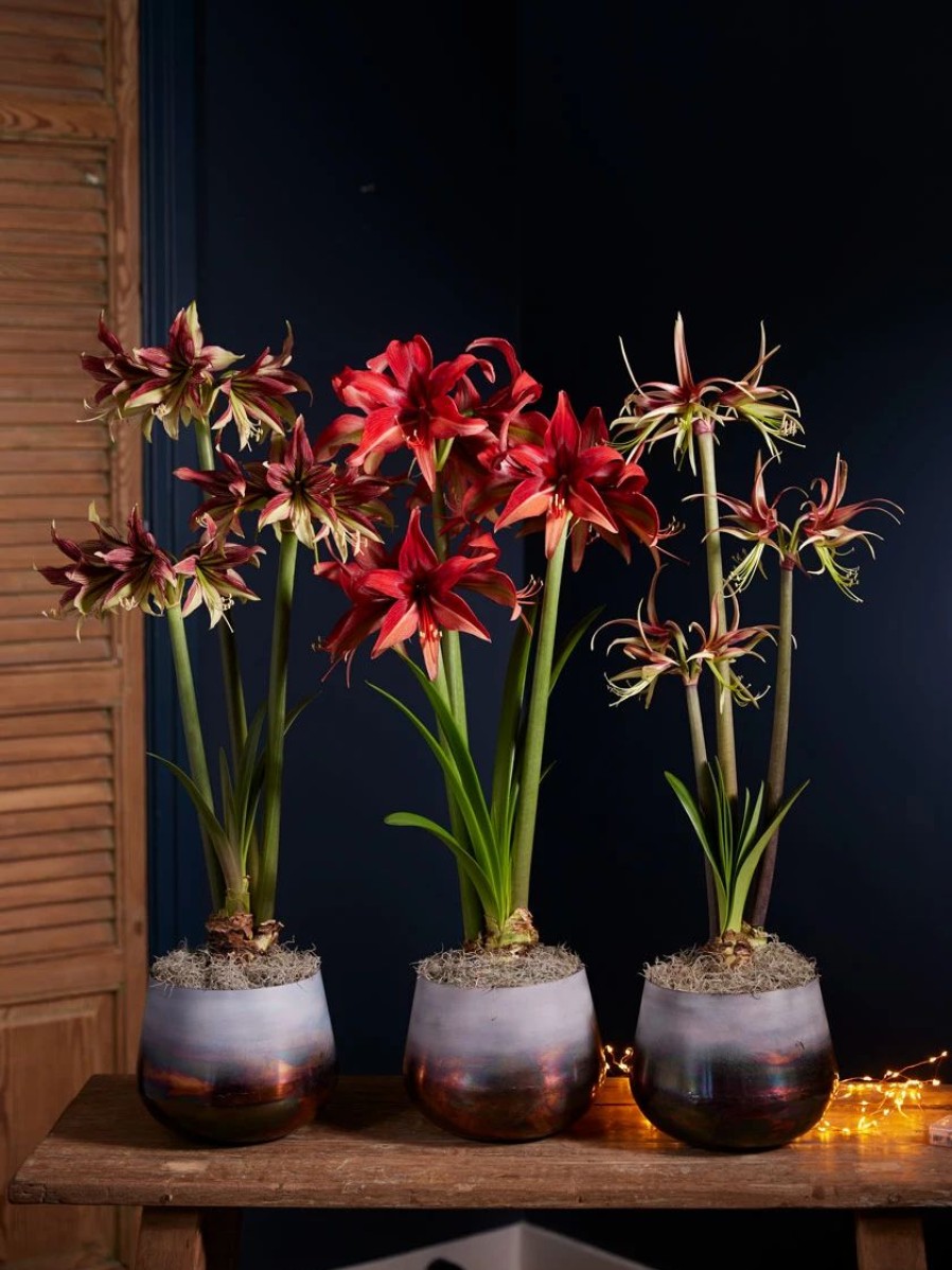 Indoor Garden * | Gsc Cybister Potted Amaryllis