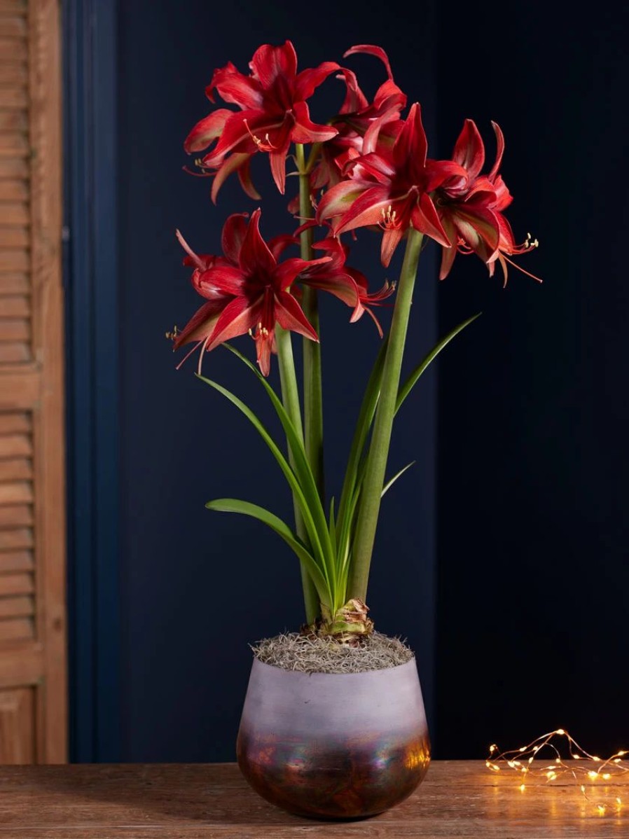 Indoor Garden * | Gsc Cybister Potted Amaryllis