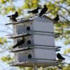 Backyard Habitat * | Gsc Coates Purple Martin House 3-Floor