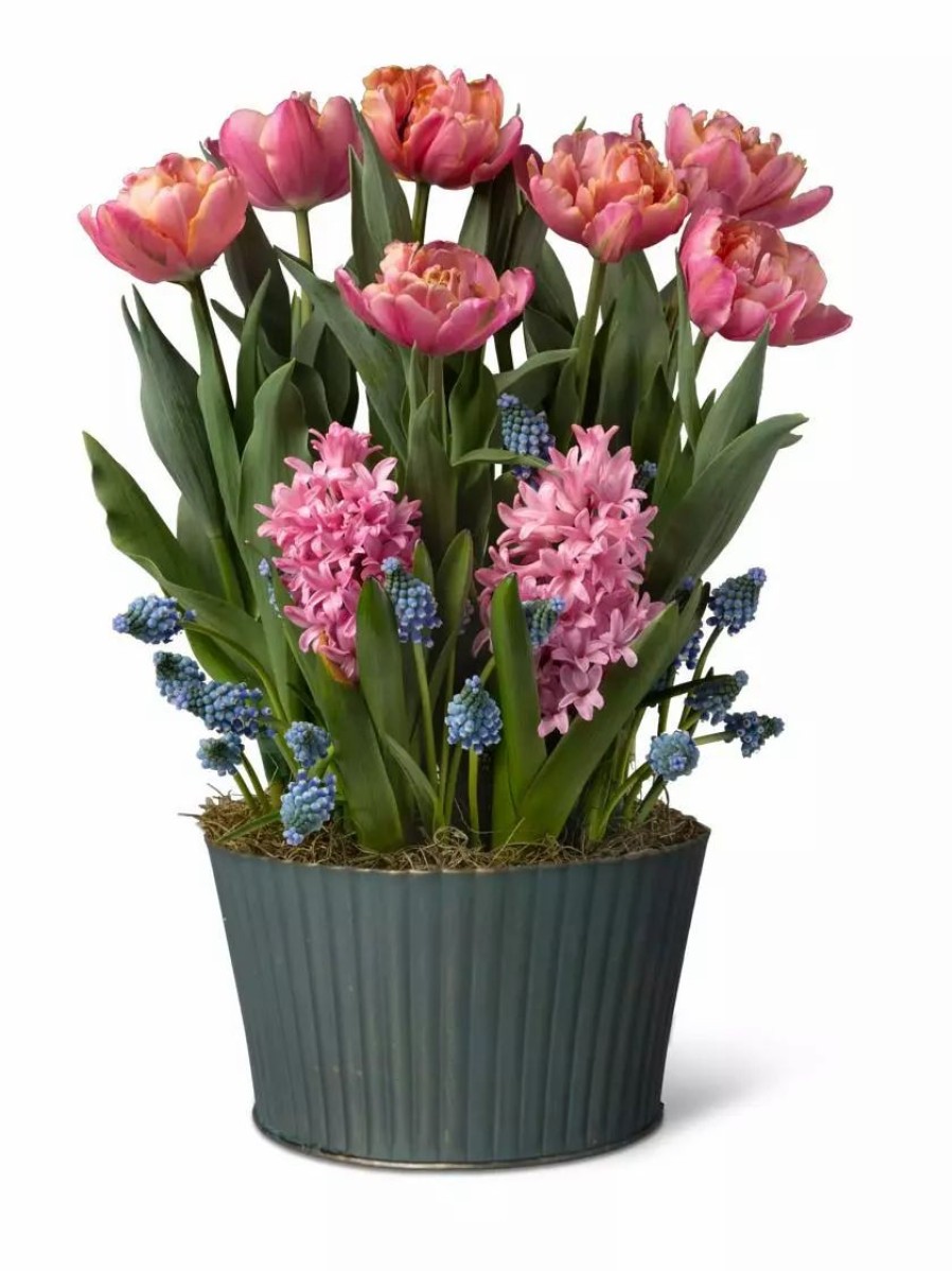 Indoor Garden * | Gsc Mother'S Day Bloom Bulb Garden