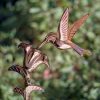 Yard & Garden Decor * | Gsc Hummingbird Cottage Copper Weathervane With Roof Mount