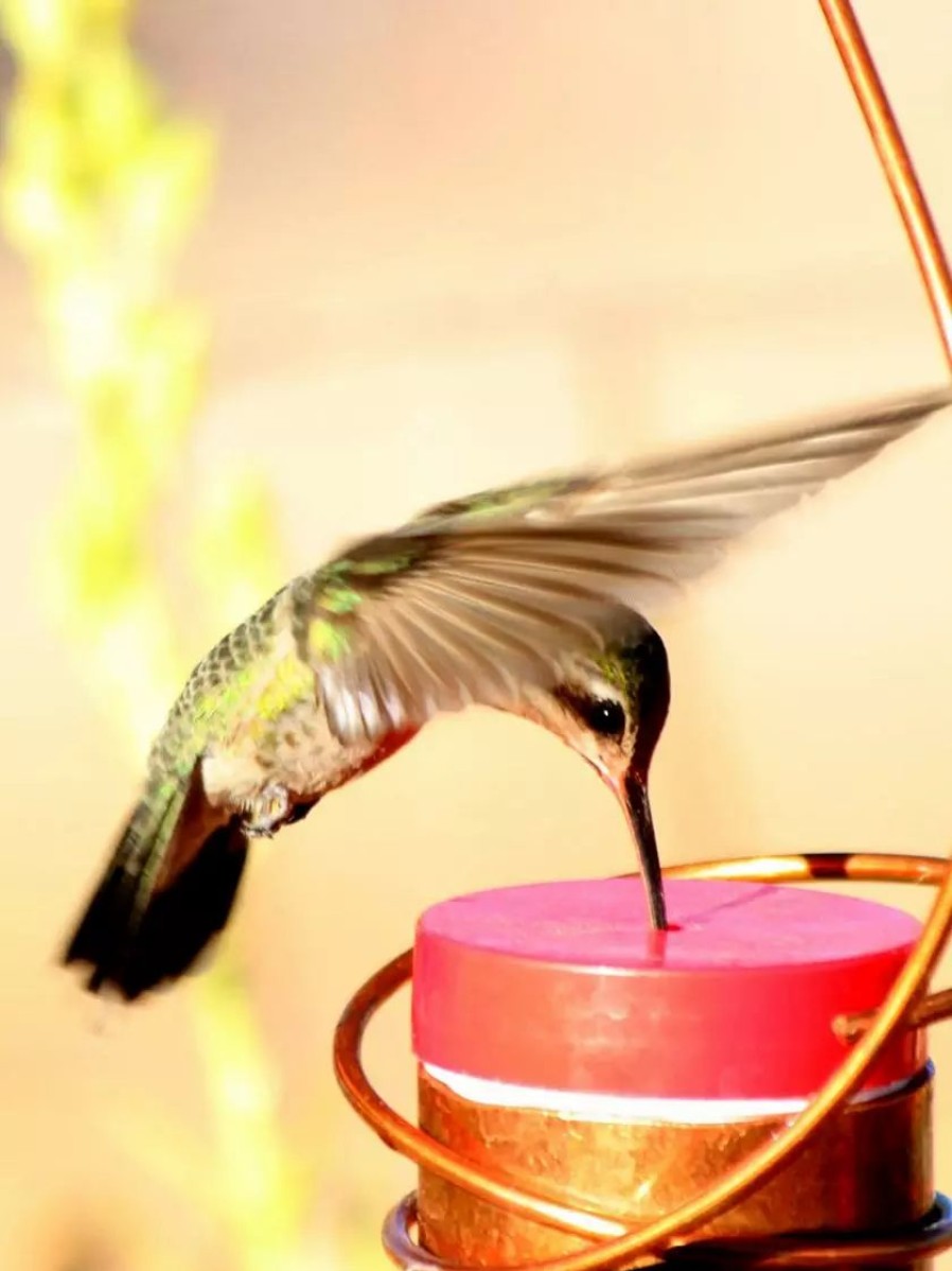 Backyard Habitat * | Gsc Copper Hummingbird Feeder