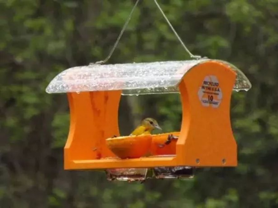 Backyard Habitat * | Gsc Birds Choice Oriole Feeder