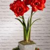 Indoor Garden * | Gsc Amaryllis Planting Kit