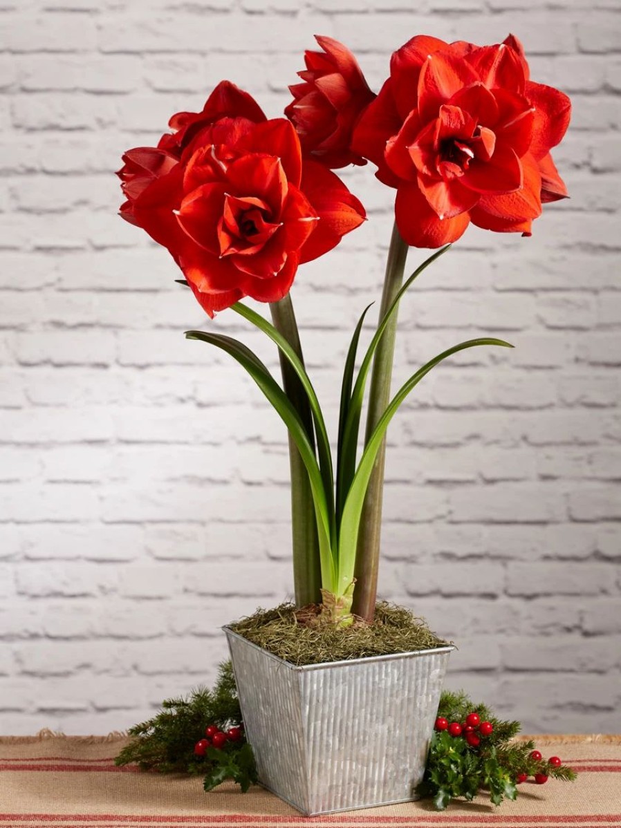 Indoor Garden * | Gsc Amaryllis Planting Kit