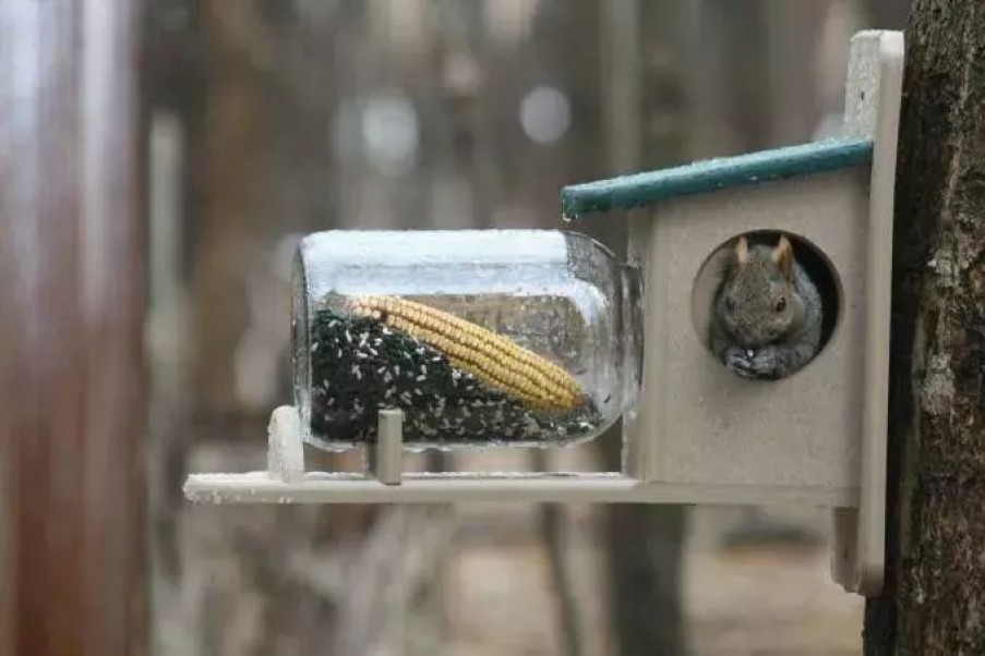 Backyard Habitat * | Gsc Birds Choice Squirrel Jar Feeder