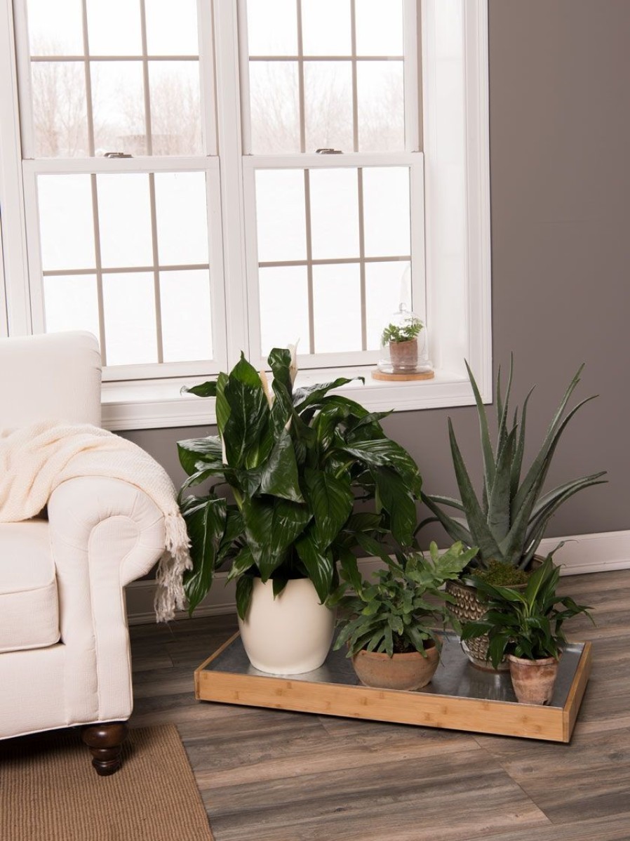 Indoor Garden * | Gsc Bamboo Rolling Plant Tray