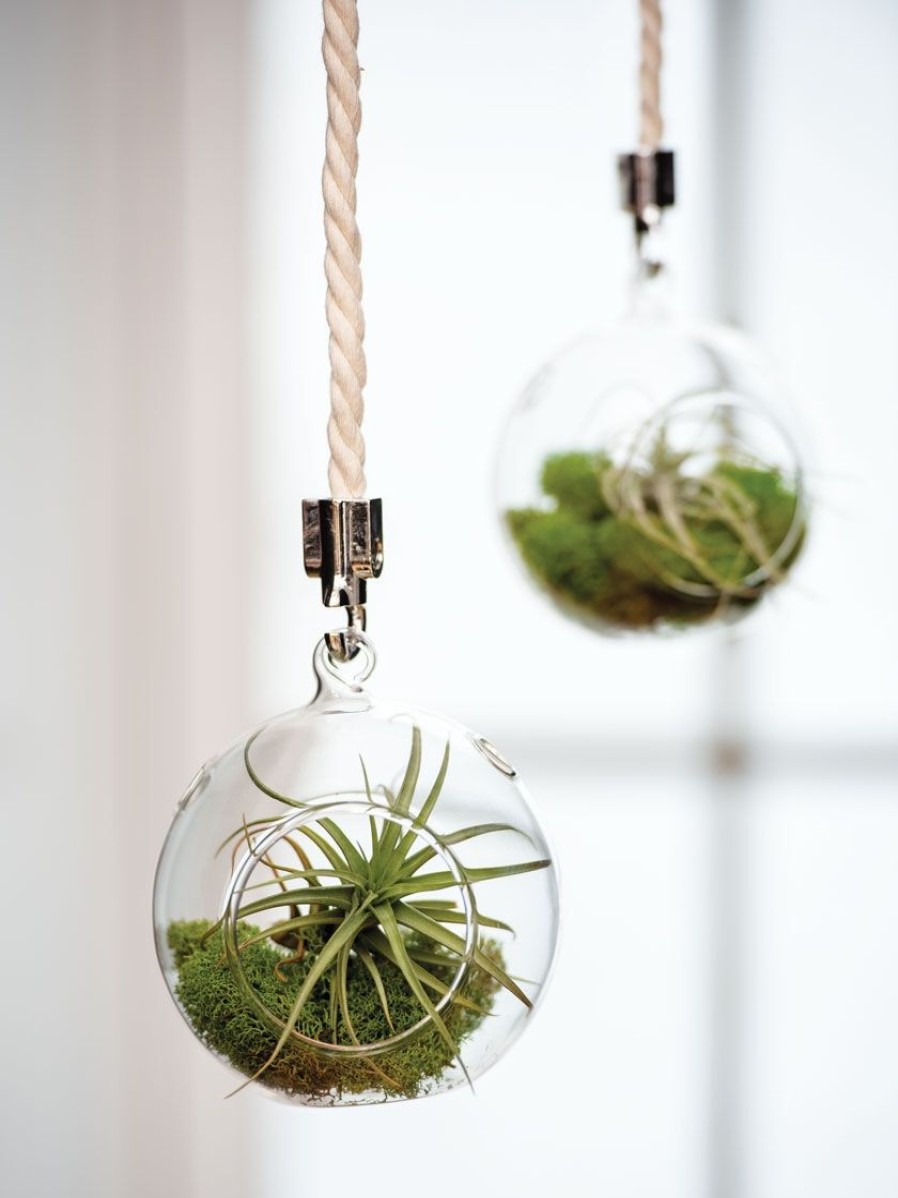 Indoor Garden * | Gsc Mini Blown-Glass Hanging Terrarium, Set Of 2