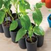 Indoor Garden * | Gsc Sili-Seedlings Seedling Tray, 10-Cell