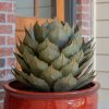 Yard & Garden Decor * | Gsc Desert Steel Artichoke Agave Sculpture