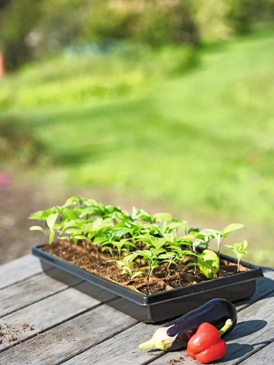 Indoor Garden * | Gsc 2" Square Biodegradable Pots And Tray Set