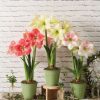 Indoor Garden * | Gsc Star Potted Amaryllis