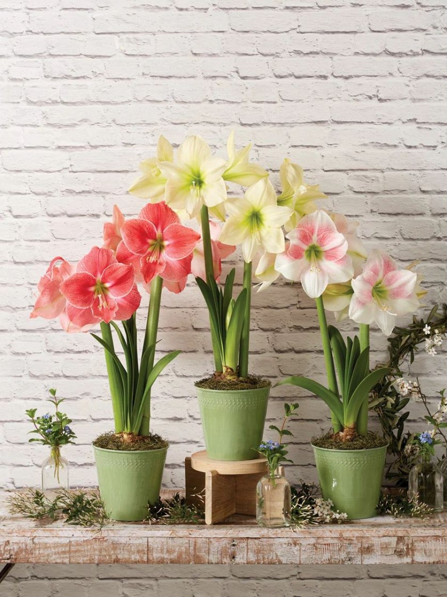 Indoor Garden * | Gsc Star Potted Amaryllis