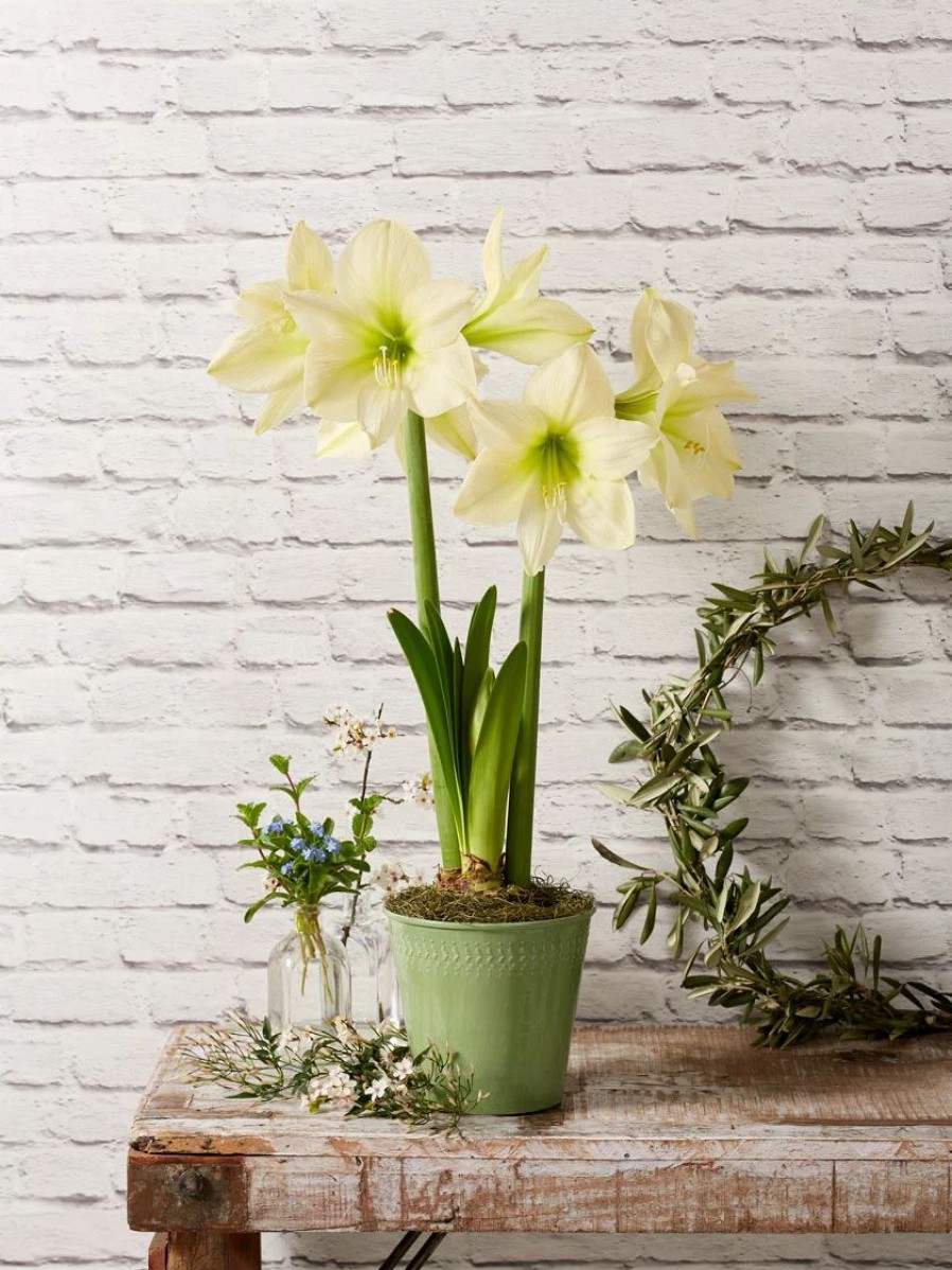 Indoor Garden * | Gsc Star Potted Amaryllis