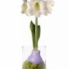 Indoor Garden * | Gsc Easy Care Spring Waxed Amaryllis In Vase