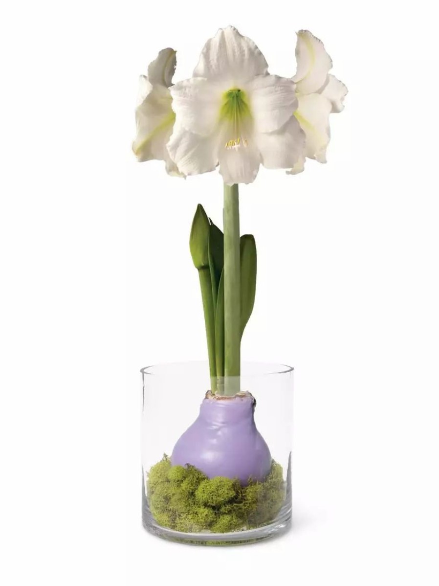 Indoor Garden * | Gsc Easy Care Spring Waxed Amaryllis In Vase