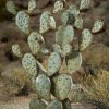 Yard & Garden Decor * | Gsc Desert Steel Prickly Pear Cactus Sculpture, Grande