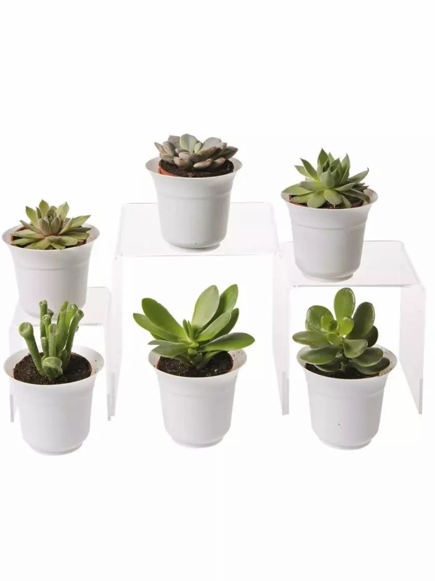 Indoor Garden * | Gsc Succulent Terrarium Plant Collection, Set Of 6