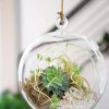 Indoor Garden * | Gsc Floating Orb Terrarium Kit