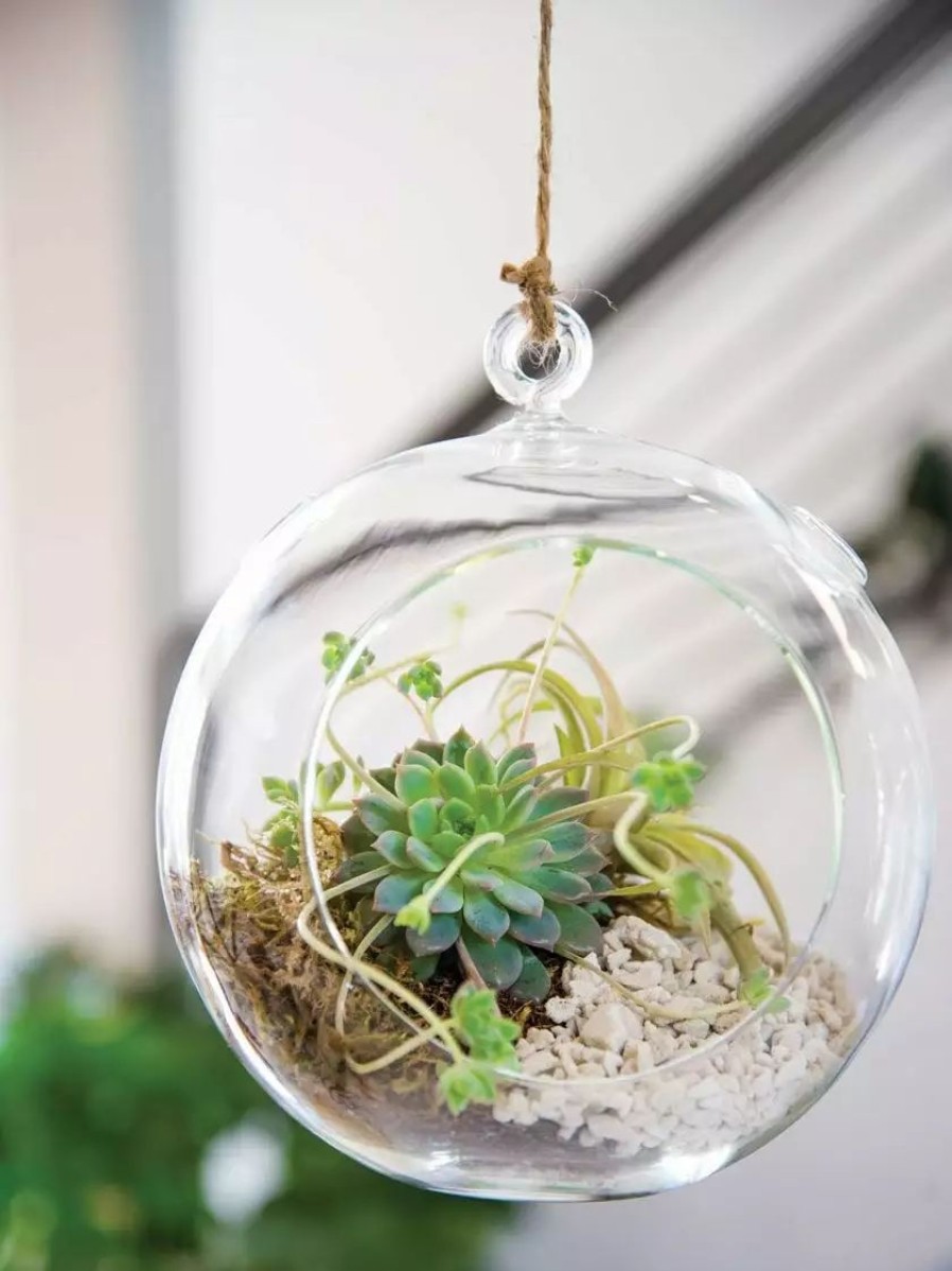 Indoor Garden * | Gsc Floating Orb Terrarium Kit