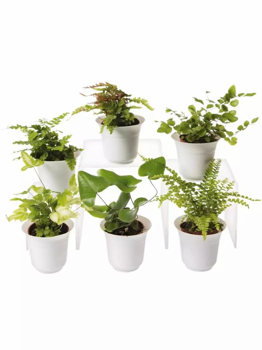 Indoor Garden * | Gsc Fern Terrarium Plant Collection, Set Of 6