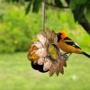 Backyard Habitat * | Gsc Oriole Jelly Feeder