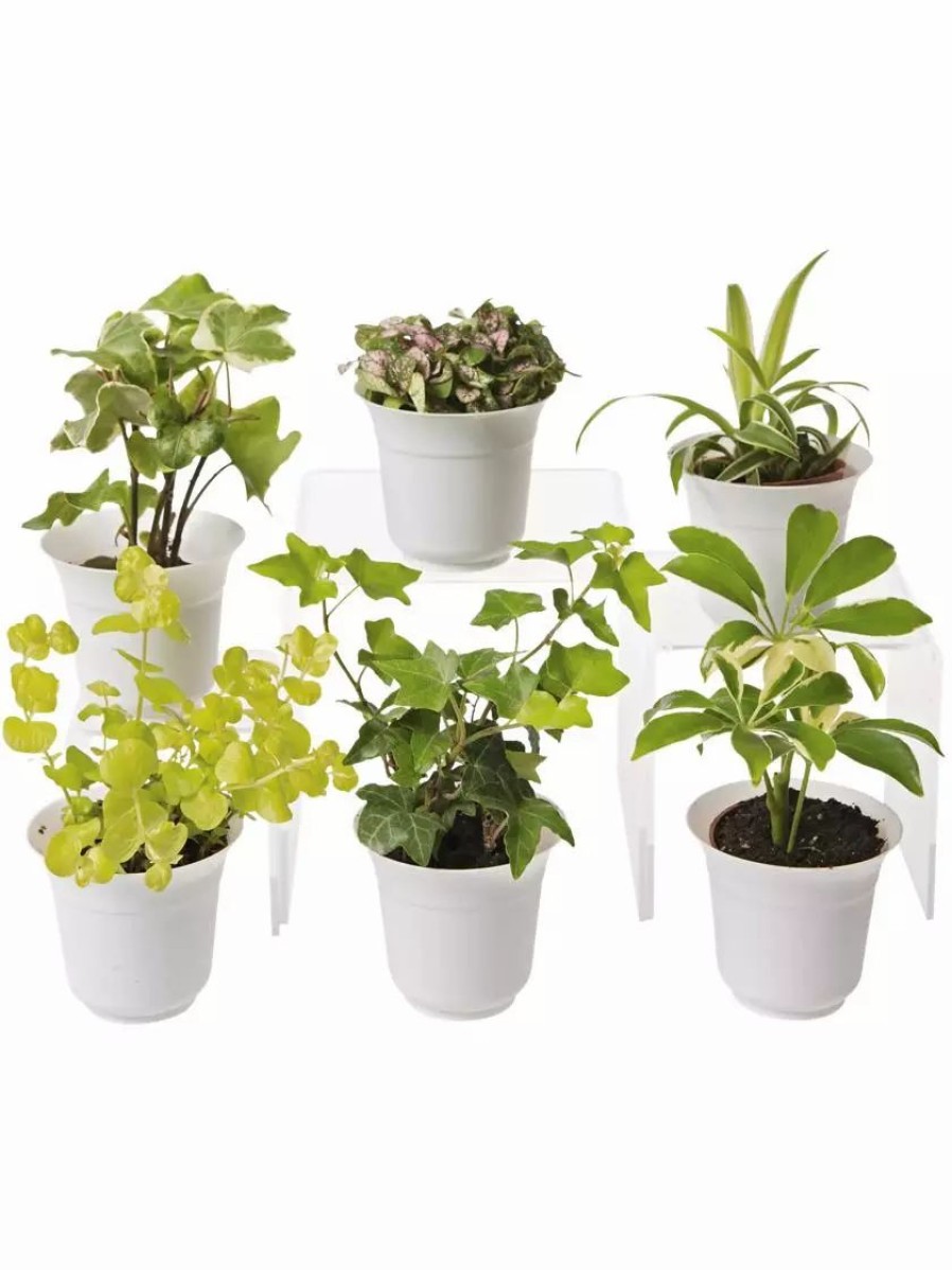 Indoor Garden * | Gsc Low Light Terrarium Plant Collection, Set Of 6