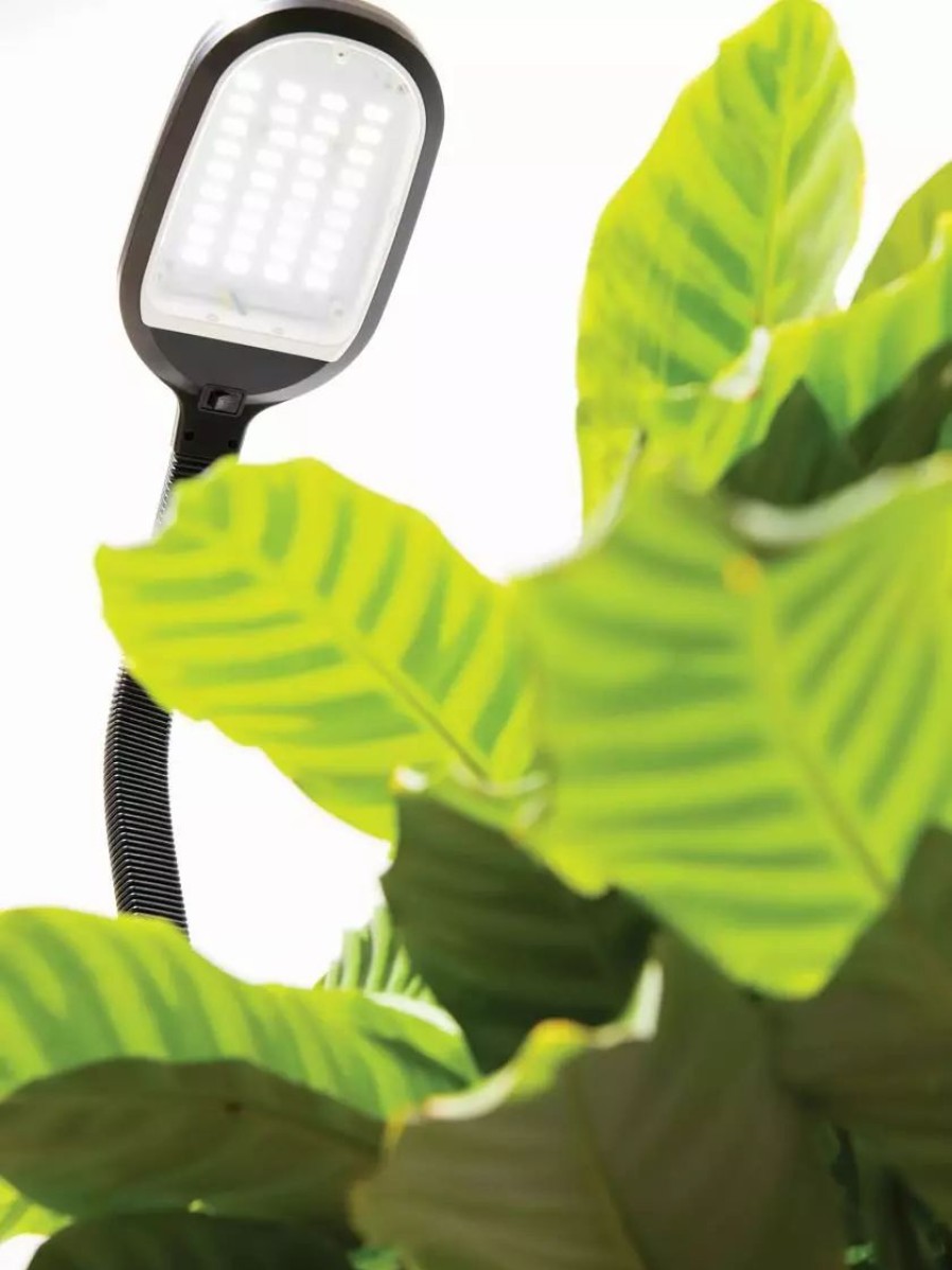 Indoor Garden * | Gsc Agrobrite Desktop Led Plant Lamp