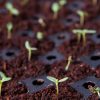 Indoor Garden * | Gsc Coco Coir Seed Starting Discs And Tray