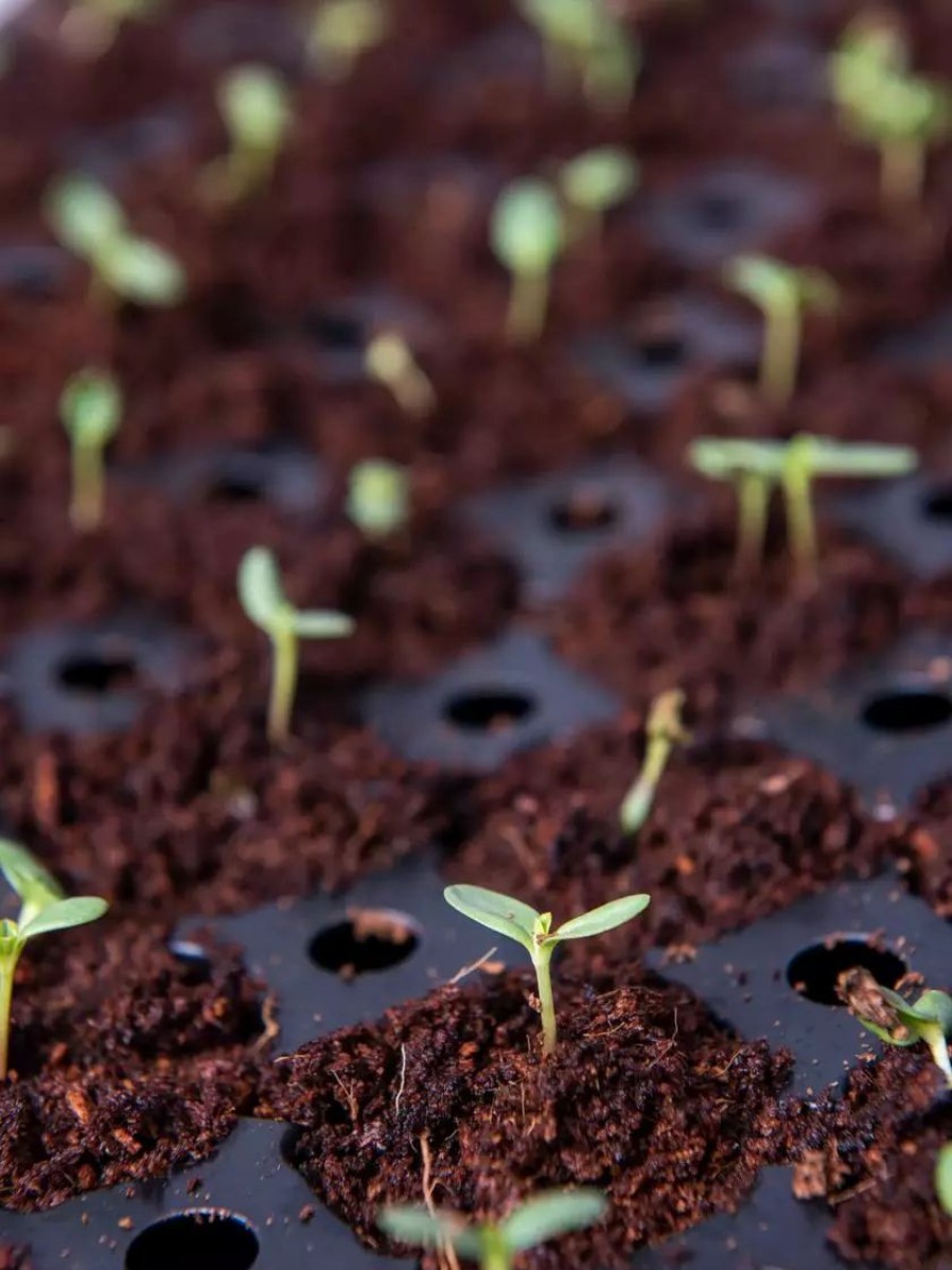 Indoor Garden * | Gsc Coco Coir Seed Starting Discs And Tray