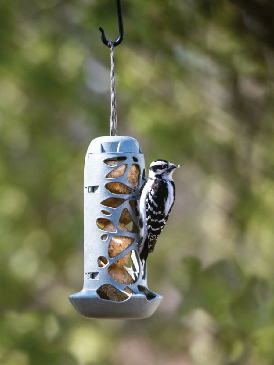 Backyard Habitat * | Gsc Suet Ball Feeder