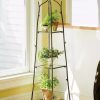 Indoor Garden * | Gsc Branch Plant Stand