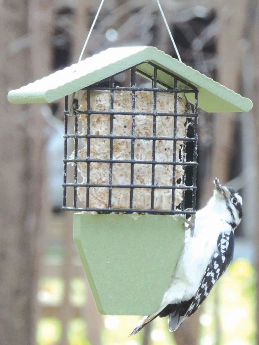 Backyard Habitat * | Gsc Birds Choice Tail Prop Feeder