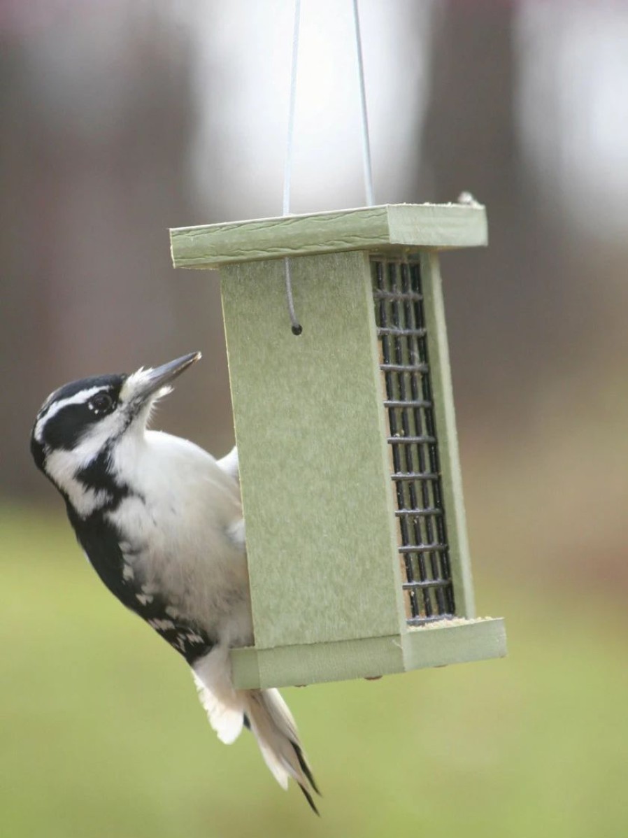 Backyard Habitat * | Gsc Birds Choice Suet Feeder