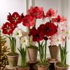 Indoor Garden * | Gsc Premium Amaryllis Bulb