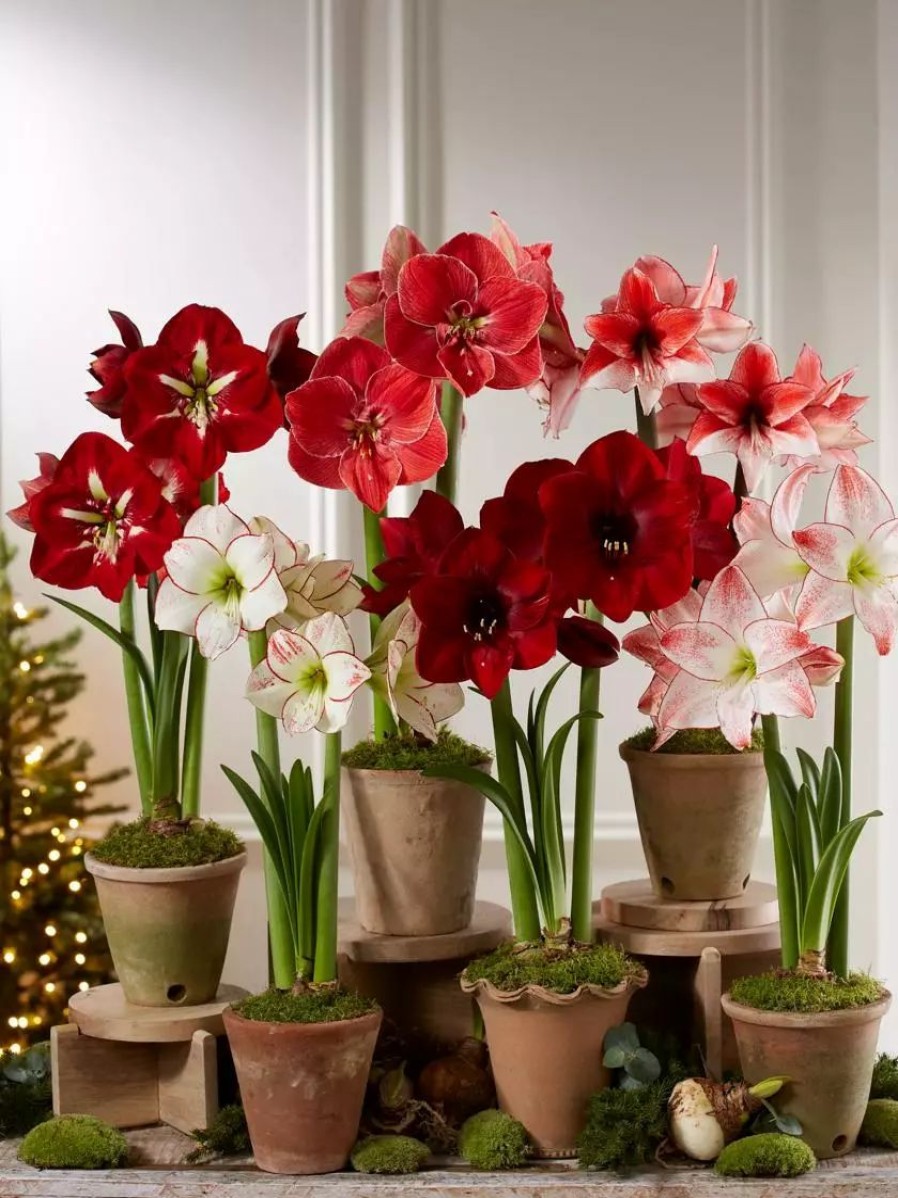 Indoor Garden * | Gsc Premium Amaryllis Bulb