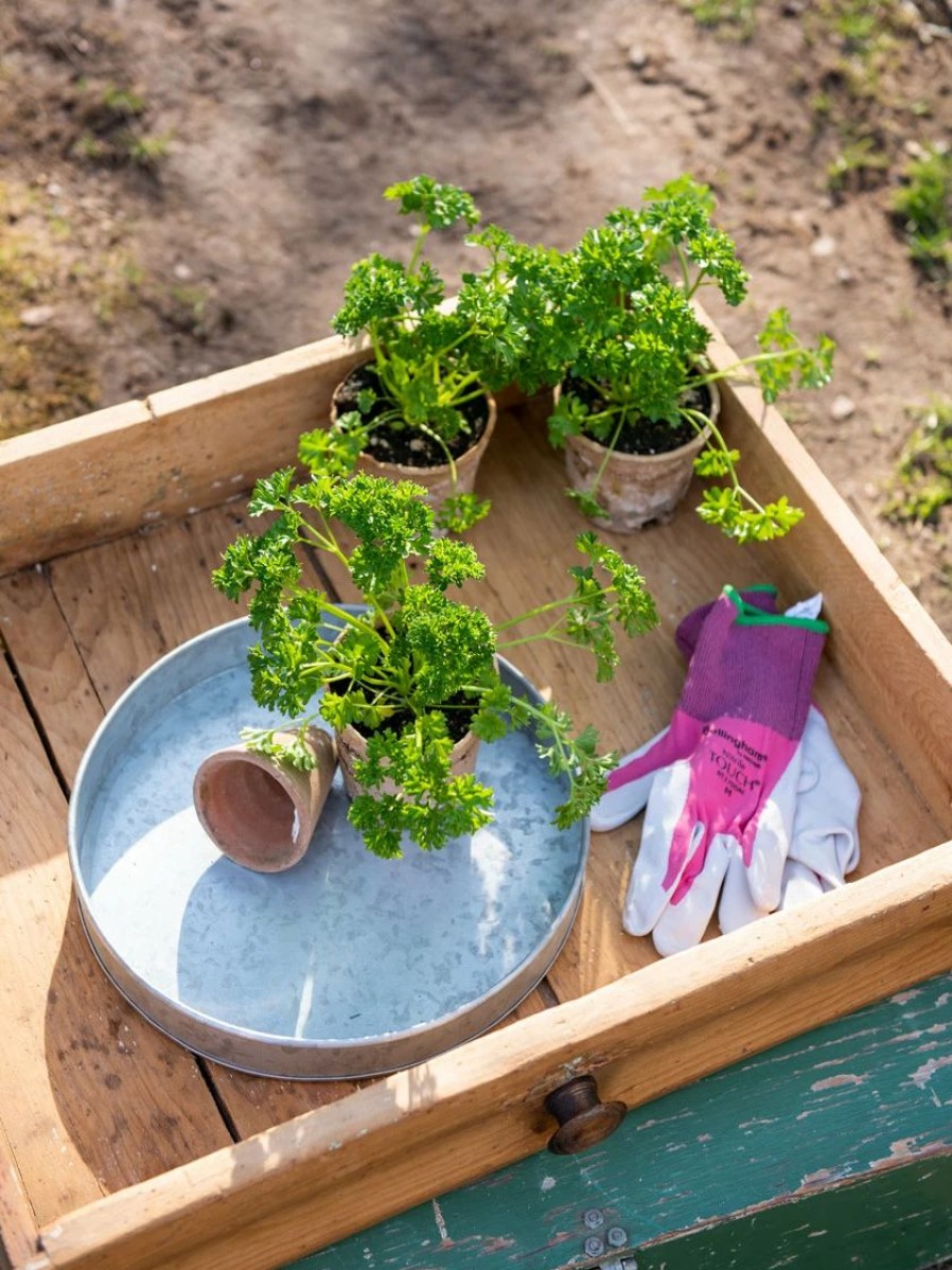 Indoor Garden * | Gsc Galvanized Tray Round, 11