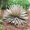 Yard & Garden Decor * | Gsc Desert Steel Yucca Plant Sculpture