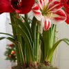 Indoor Garden * | Gsc Adjustable Amaryllis Stakes, Set Of 3