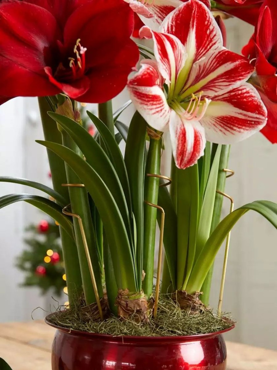 Indoor Garden * | Gsc Adjustable Amaryllis Stakes, Set Of 3